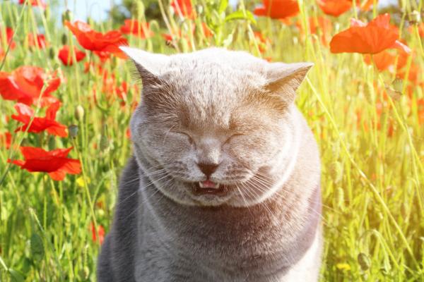 Was tun, wenn die Katze niest?