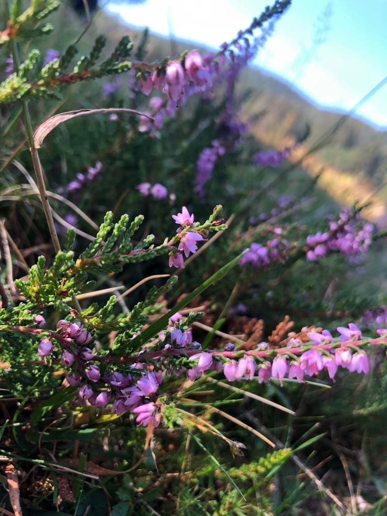 struikheide-foto-franrkijk.jpg