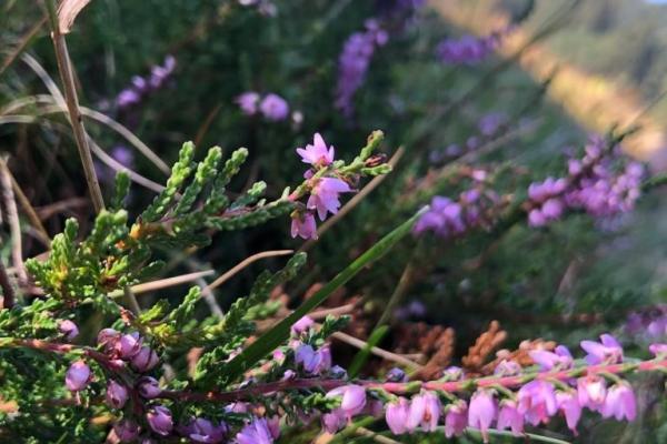 Bachbloesem Struikheide en eenzaam zijn