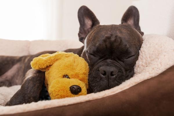 Ervaring Bachbloesems bij schijnzwangerschap honden