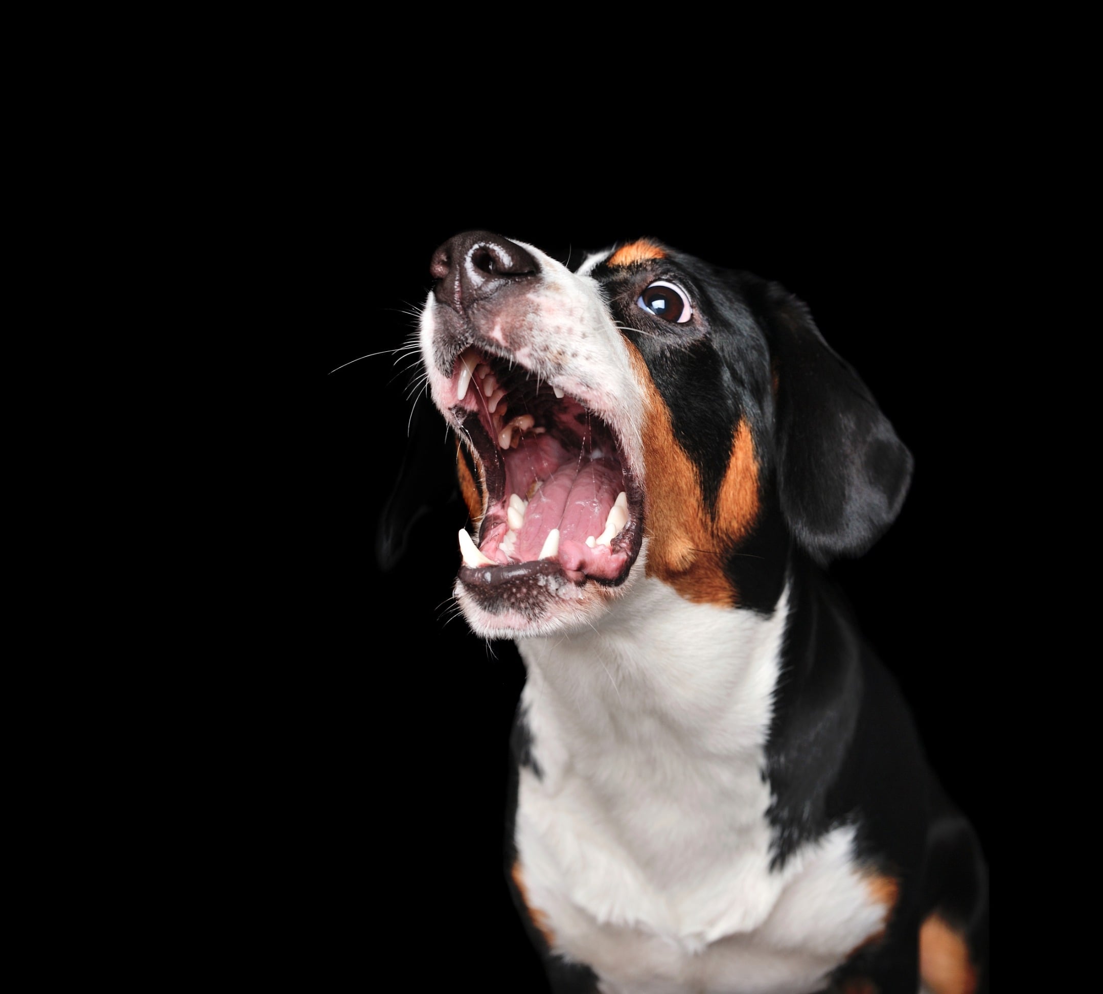 paniek-hond.jpg