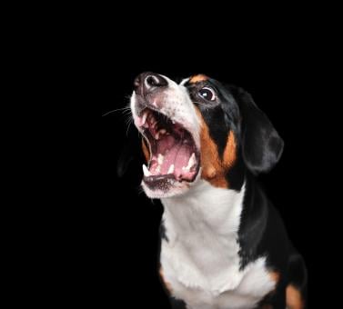 paniek-hond.jpg
