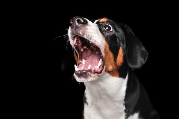 Paniek(aanvallen) bij honden herkennen en verhelpen