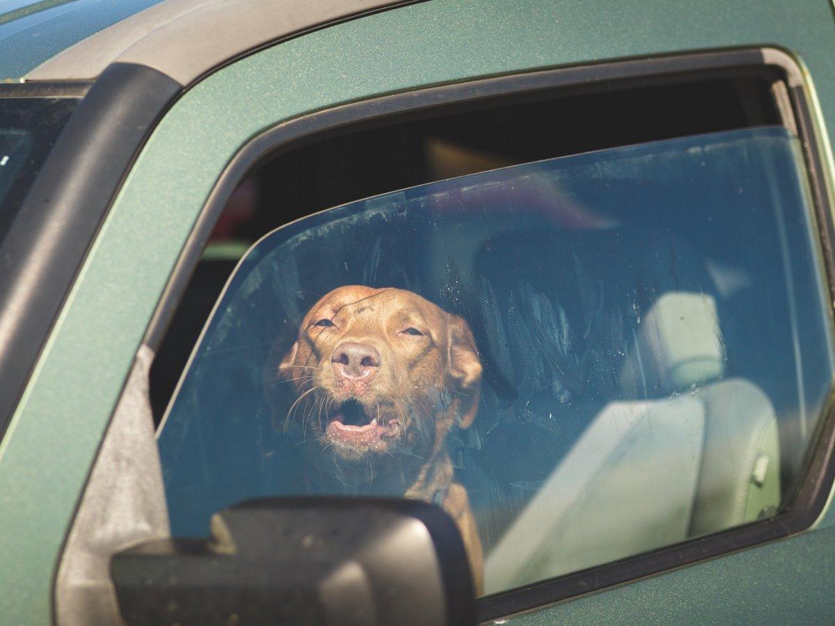 Hund im Auto Sommer Hitze.jpg