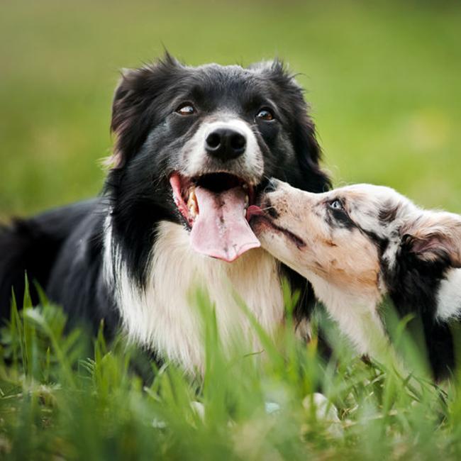 Bach Bloesem Mix Rijgedrag hond