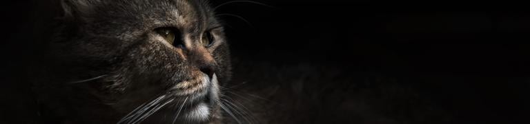 Waarom je kat miauwt in de nacht
