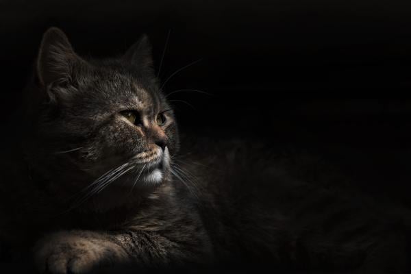 Waarom je kat miauwt in de nacht