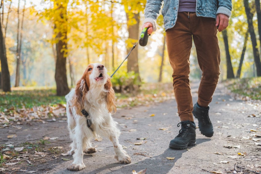 Hond blaft naar voorbijgangers afleren blaffen.jpg