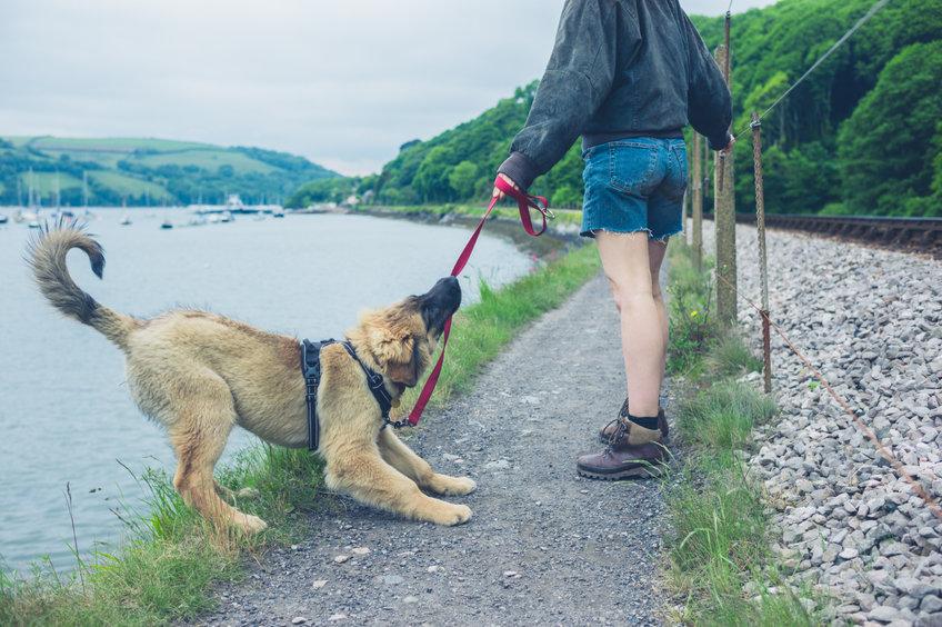 Hond trekt aan riem