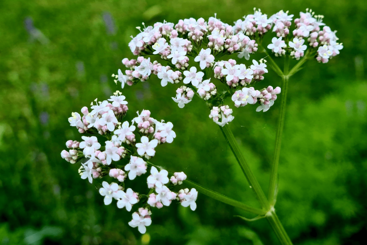 Valeriaan-blogformaat.png