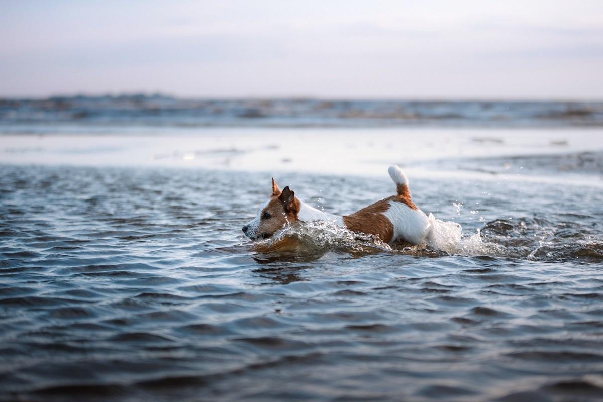 Hund Wasserrute.jpg