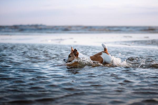 Wasserrute beim Hund erkennen & vorbeugen