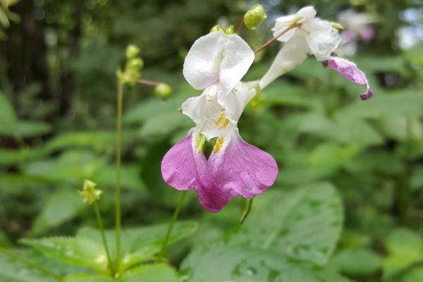 Bach bloesem Impatiens