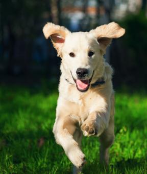bachbloesemmix-hyperactieve-hond.jpg