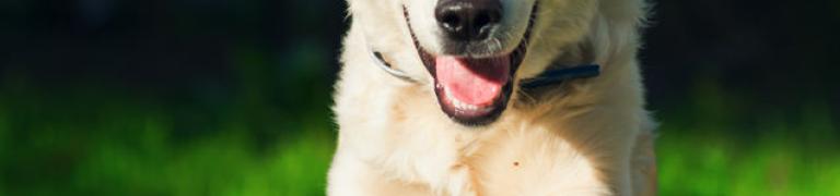 Bach Bloesem Mix Hyperactieve hond