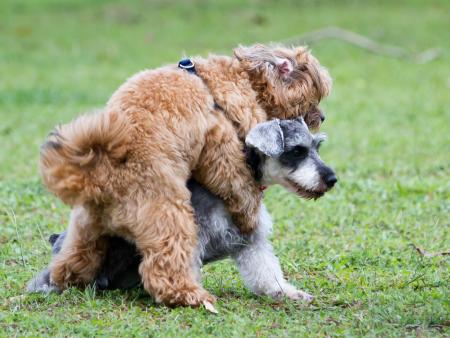 Overmatig rijgedrag van je hond alternatief chemische castratie.jpg