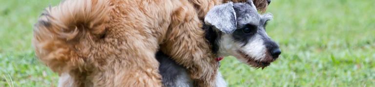 Natuurlijk alternatief voor chemische castratie: Bach Bloesems