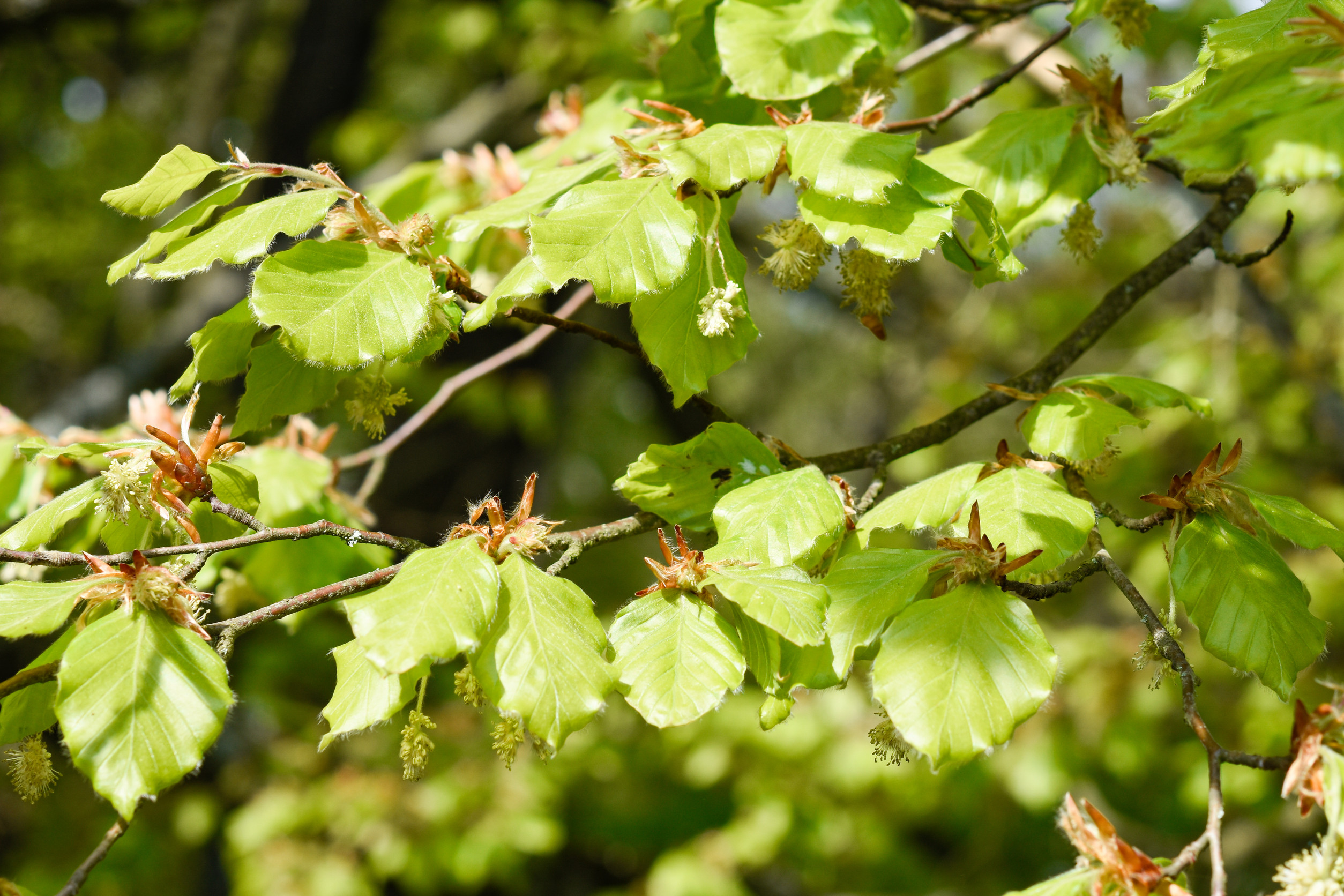 Bachbloesem Beuk (Beech) kopen - Inhoud 50 ML €24,95