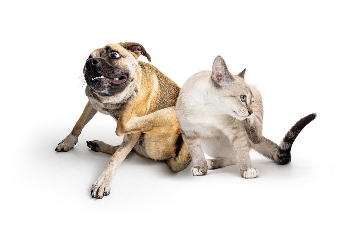Allergie bij honden
