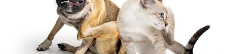 3 häufigsten Allergien beim Hund