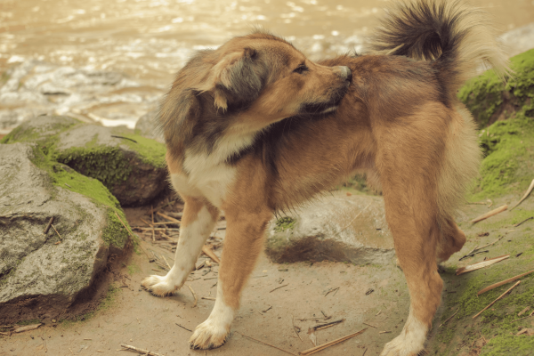 Hotspot hond? Zo herken, behandel én voorkom je ze