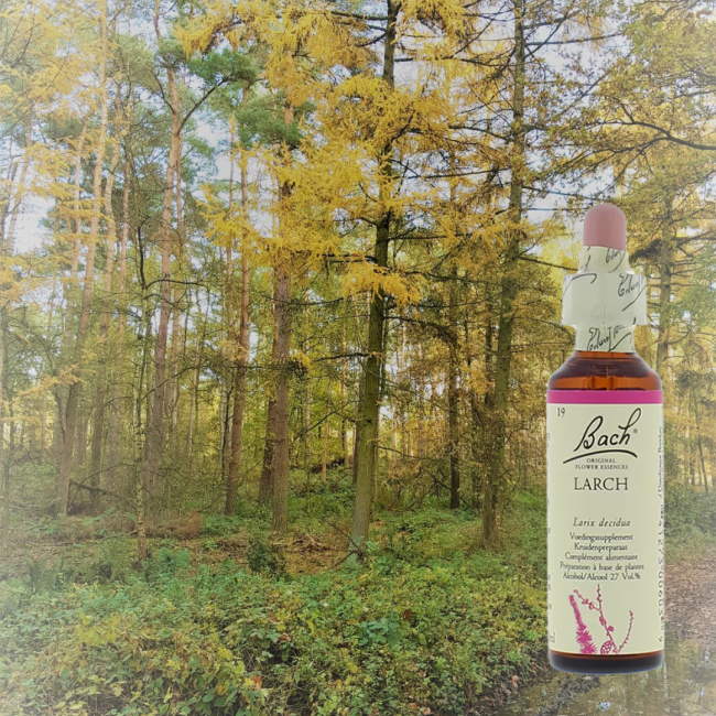 Larch - Lärche