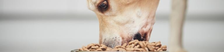 Verfressene Hunde: Tipps zum Umgang mit einem "Vielfraß"