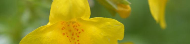 Bachbloesem Mimulus en Angst