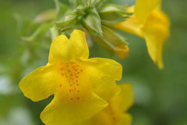Bachbloesem Mimulus en Angst