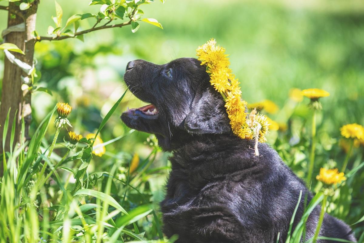 Wespenstich Hund was tun.jpg