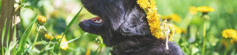 Wespenstich beim Hund: Tipps und Erste Hilfe