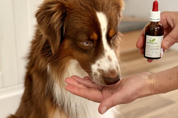 Wie Bachblüten unserem Hund Filou geholfen haben, endlich zur Ruhe zu kommen