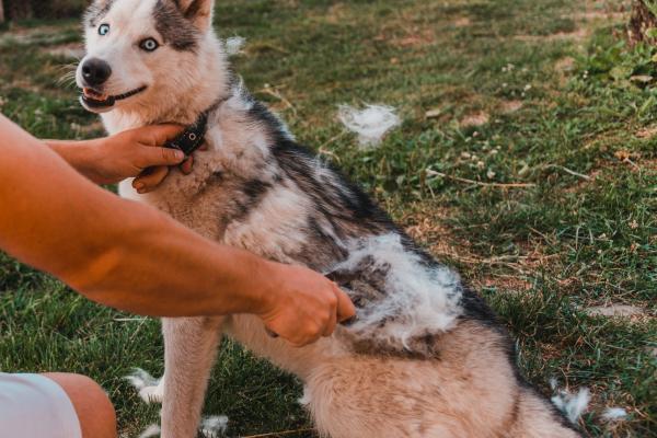 Haaruitval bij honden: van vachtmijt tot de ruiperiode