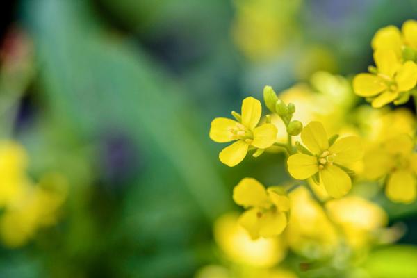 Bach Bloesem Mix Mustard licht in de duisternis
