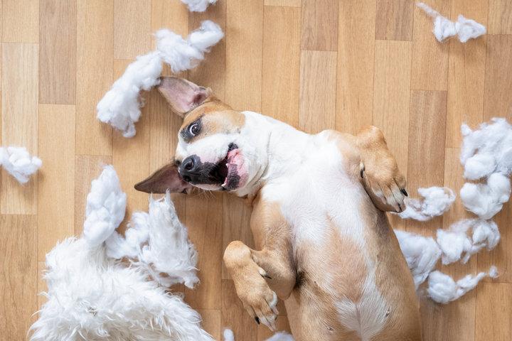 Pubertät Hund.jpg