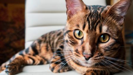 Bachbloesems katten gebruiksaanwijzing bijwerkingen.jpg