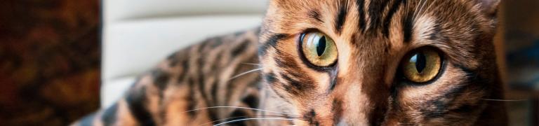 Gebruik en dosering Bach Bloesem Mix voor katten