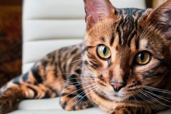 Gebruik en dosering Bach Bloesem Mix voor katten