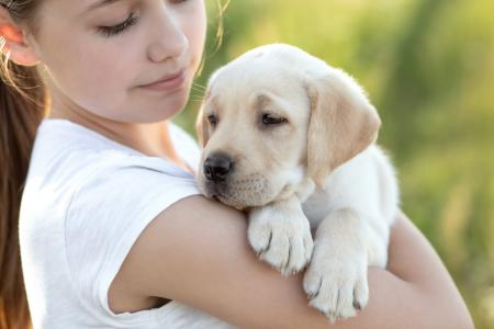 hond-ondersteunen-loopsheid.jpg