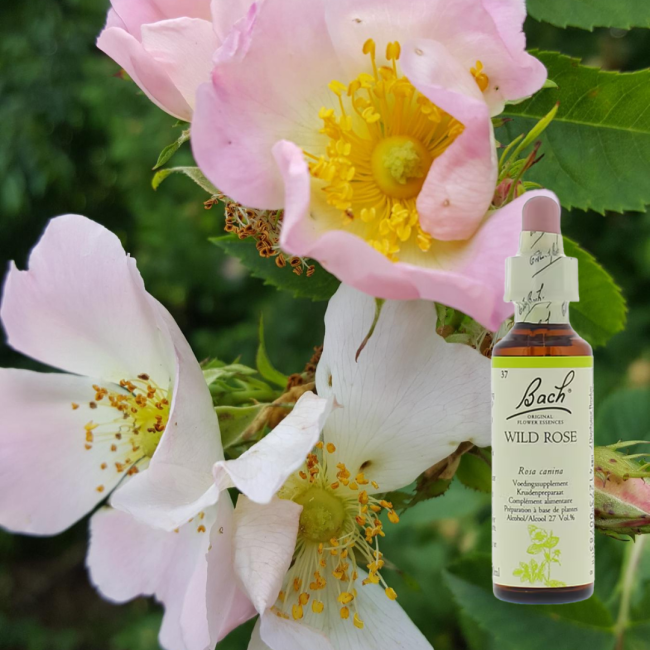 Wild Rose - Wildrose
