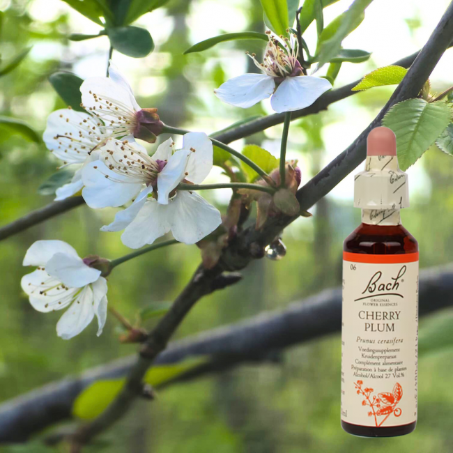 Cherry Plum - Kirschpflaume