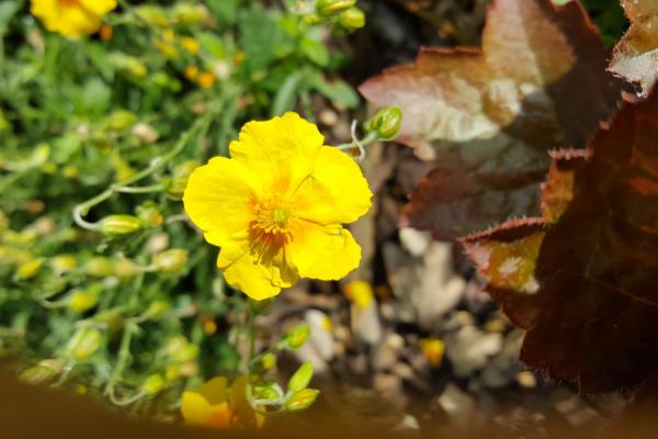 Rock Rose - Zonneroosje