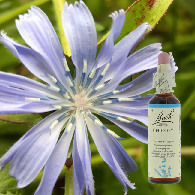 Chicory - Wegwarte