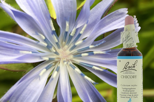 Bach Bloesem Mix Chicory - Cichorei