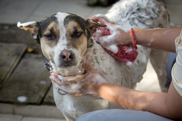 Hotspots bij je hond? Zo herken, behandel én voorkom je ze