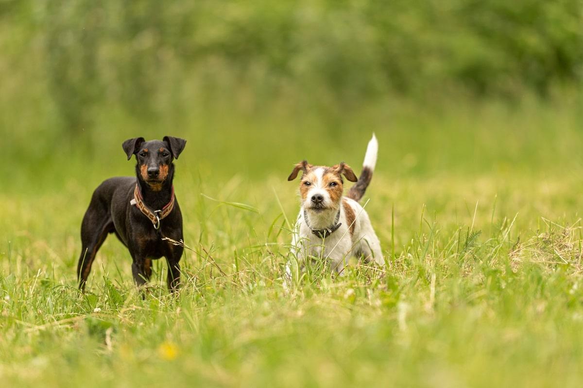 Hunde aneinander gewöhnen.jpg