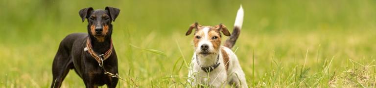 10 Tipps, um Hunde aneinander zu gewöhnen