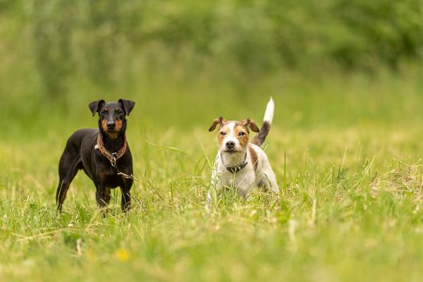 10 Tipps, um Hunde aneinander zu gewöhnen
