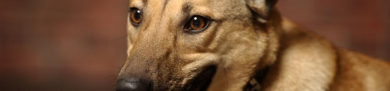 Natuurlijke kalmeringsmiddelen voor honden: Wat werkt écht?