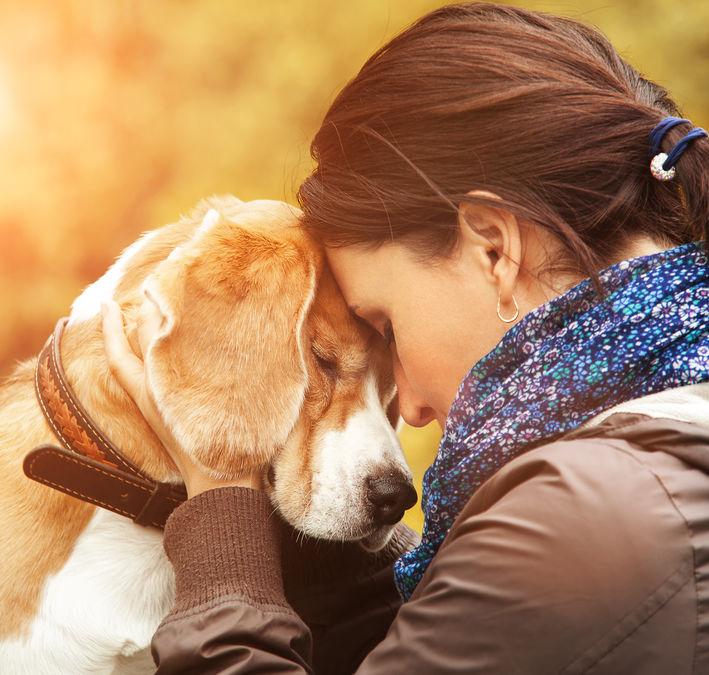 Droevige hond na een scheiding